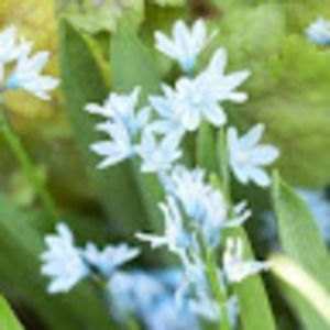 Meet your Posher, Ashanti